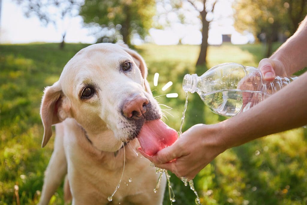 agua potable para perros hidratación Maikai Pets