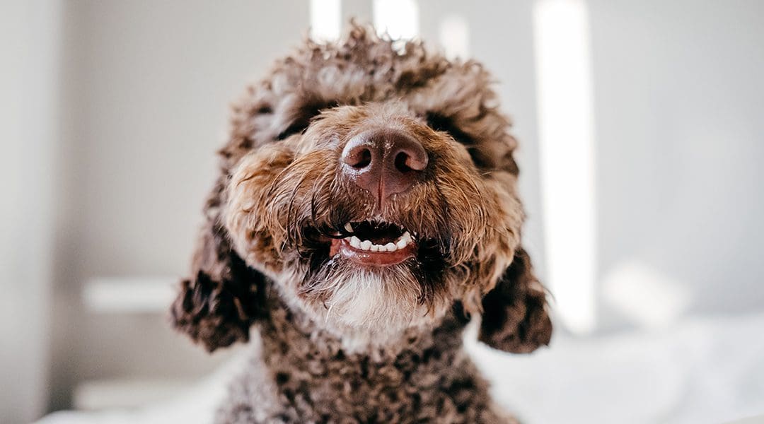 perro sonriendo con buena salud dental