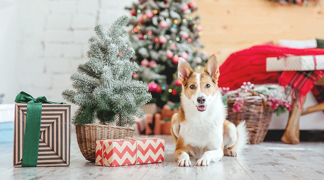 Perro con regalos de navidad para mascotas