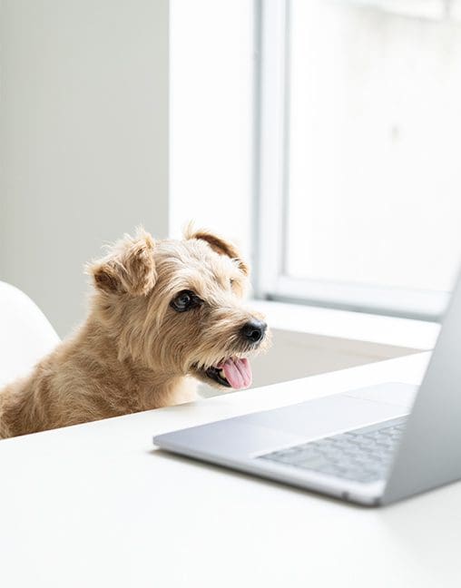 Contacto distribuidores Maikai pets