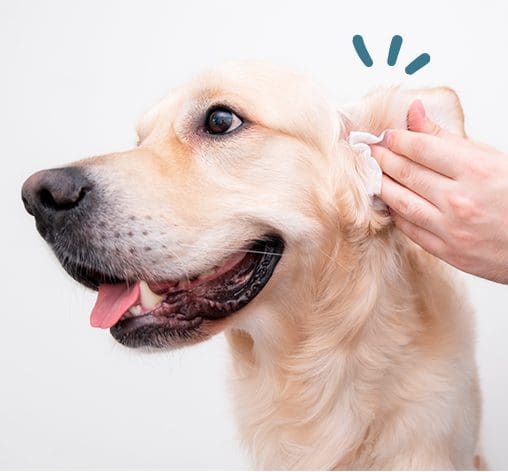 Maikai Pets Pet Care - Limpiador oidos perro