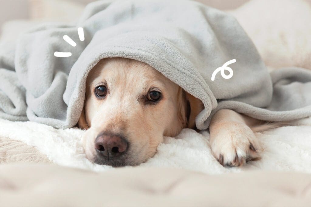 un cane a letto che ha freddo
