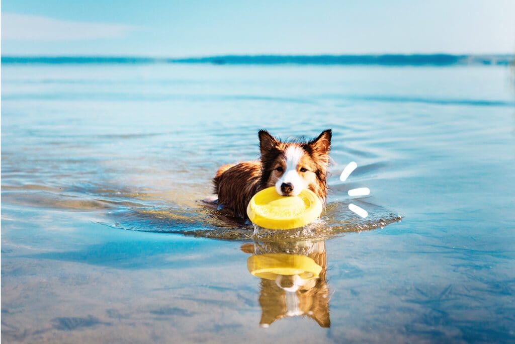 chien sur la plage maikai animaux de compagnie