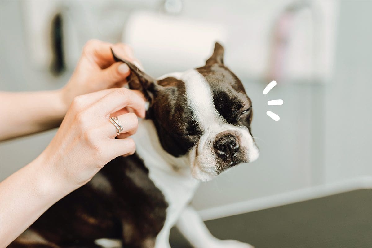 Limpieza de oídos en perro pequeño con el limpiador de oídos MAIKAI Pets