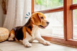 Perro solo en casa