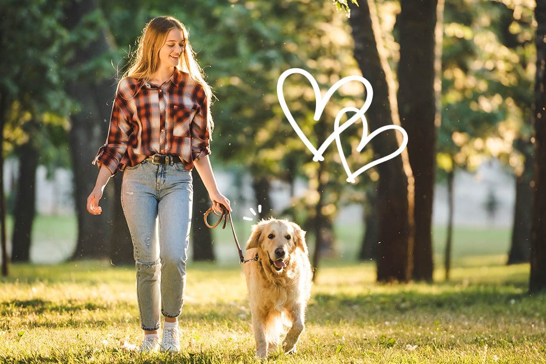 full length view of girl in casual clothes walking with golden retriever on meadow in sunlight, maikai pets